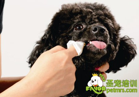 讓狗狗牙齒適應