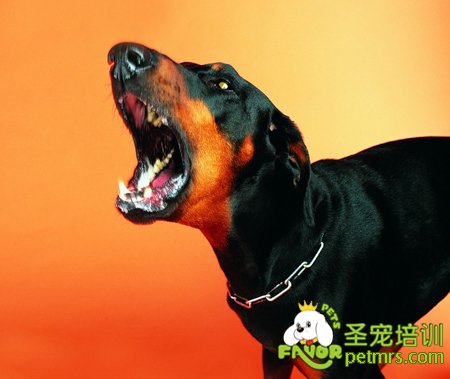 狗狗吠叫