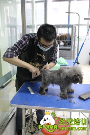 學員實犬操作