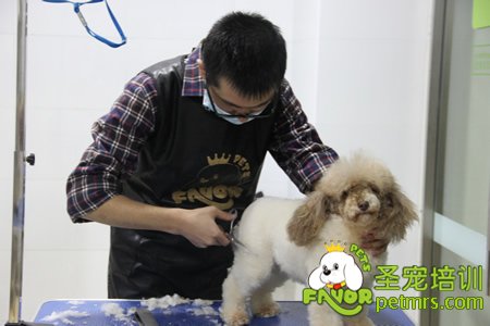 圣寵學(xué)員實(shí)犬操作