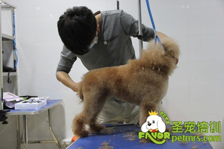 學(xué)員實(shí)犬操作課程