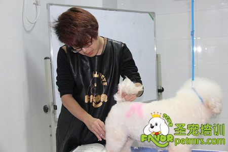 圣寵學員比熊犬實犬操作