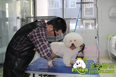 圣寵寵物學員比熊犬實犬操作