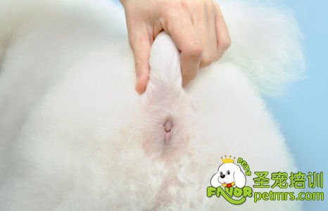 輕松幫狗狗美容