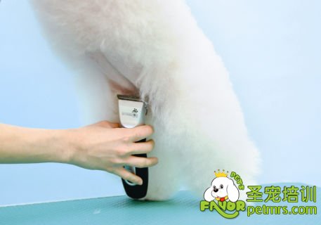 輕松幫狗狗美容