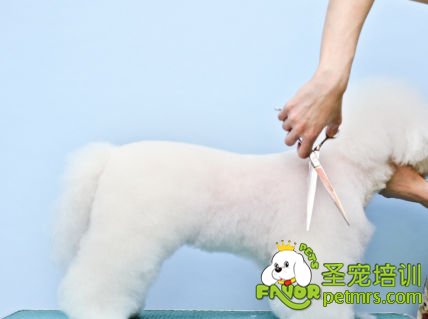 輕松幫狗狗美容