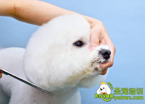輕松幫狗狗美容