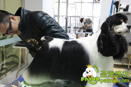 圣寵學(xué)員可卡犬實(shí)犬操作