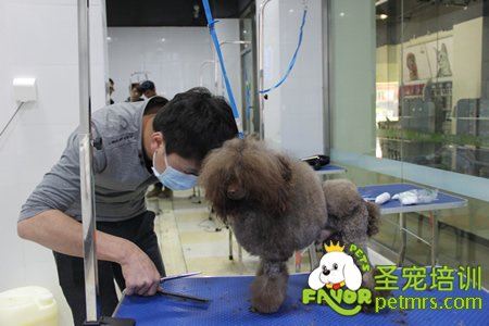 圣寵學(xué)員貴賓犬實(shí)犬操作