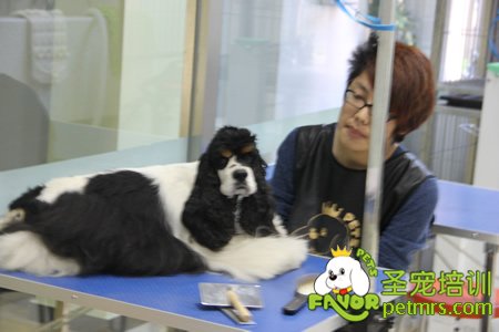 圣寵寵物學(xué)員貴賓犬犬實犬操作