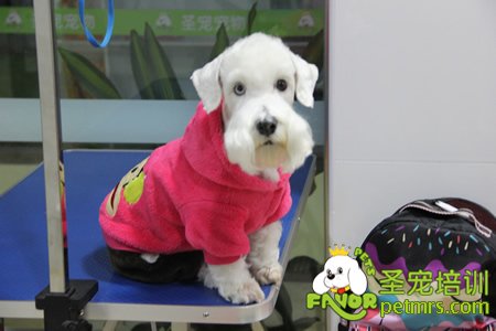 西里漢梗犬