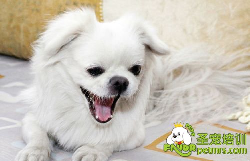 狗狗牙齒