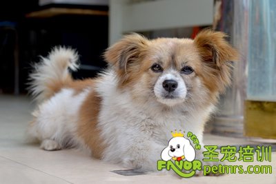 可愛狗狗