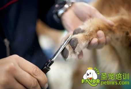 狗狗腳趾