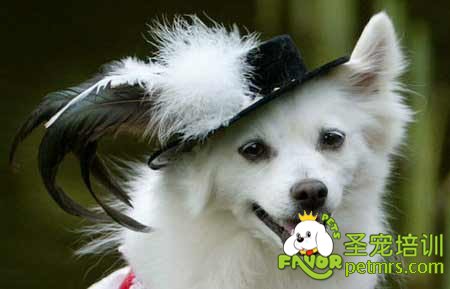 可愛寵物狗