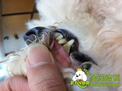 狗狗牙結(jié)石