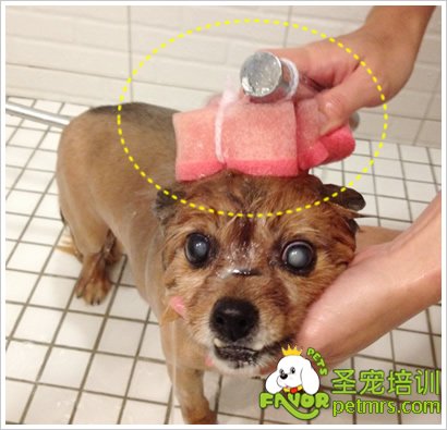 給狗狗洗澡
