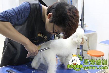 圣寵寵物學員實操課實犬操作