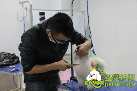 圣寵寵物學員實犬操作課程