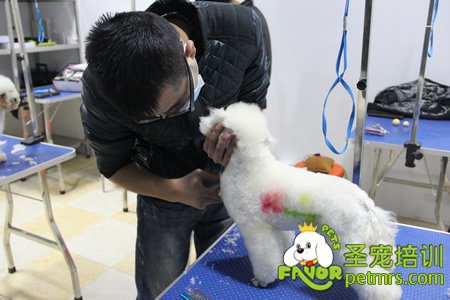圣寵寵物學員實犬操作課程