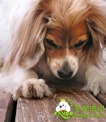狗狗