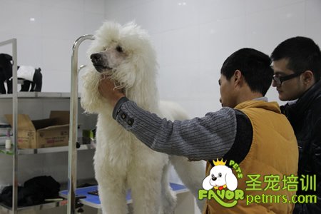 圣寵寵物巨型貴賓犬實操課