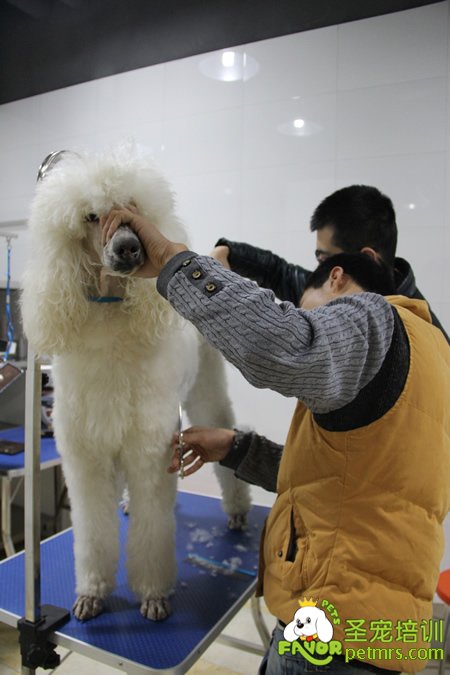 圣寵寵物巨型貴賓犬實操課