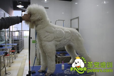 圣寵寵物學員巨型貴賓犬實操課