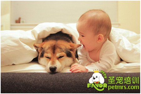 狗狗耳朵發(fā)臭怎么辦