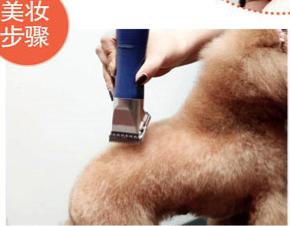 狗狗時尚美妝秀