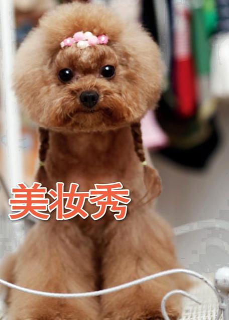 狗狗時尚美妝秀