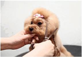 狗狗時尚美妝秀