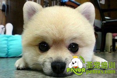 可愛的狗狗