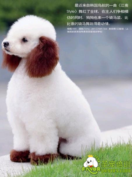 貴賓犬騎馬裝