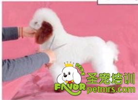 貴賓犬騎馬裝