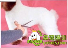 貴賓犬騎馬裝