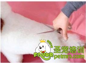 貴賓犬騎馬裝