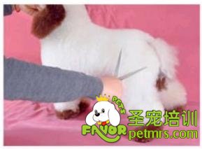 貴賓犬騎馬裝