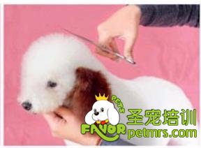 貴賓犬騎馬裝