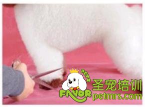 貴賓犬騎馬裝