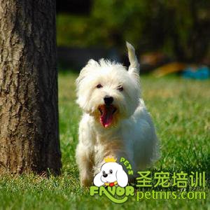 狗狗牙齒