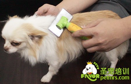 狗狗梳毛