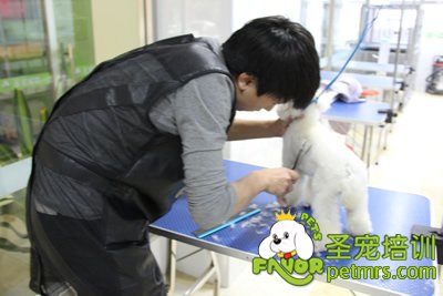 寵物店美容師
