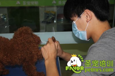 給狗狗剪指甲
