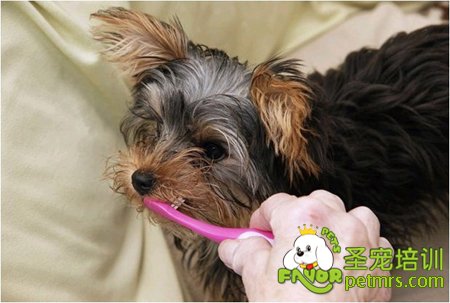 給狗狗刷牙