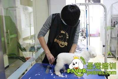 狗狗美容的重要性