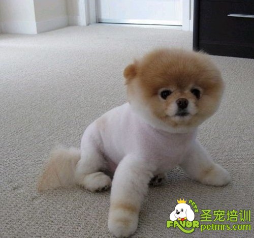狗狗剃毛
