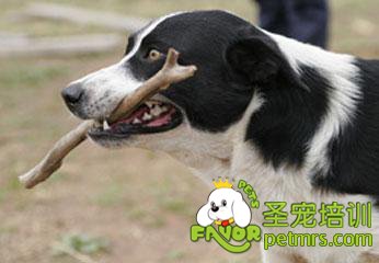 可愛狗狗