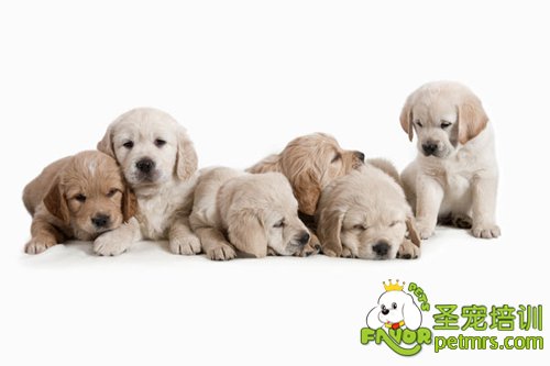 金毛犬幼犬