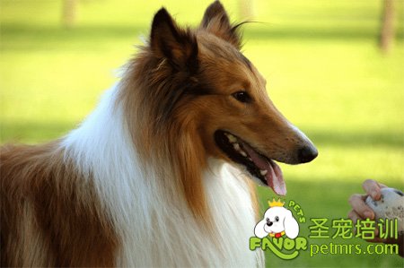 蘇格蘭牧羊犬
